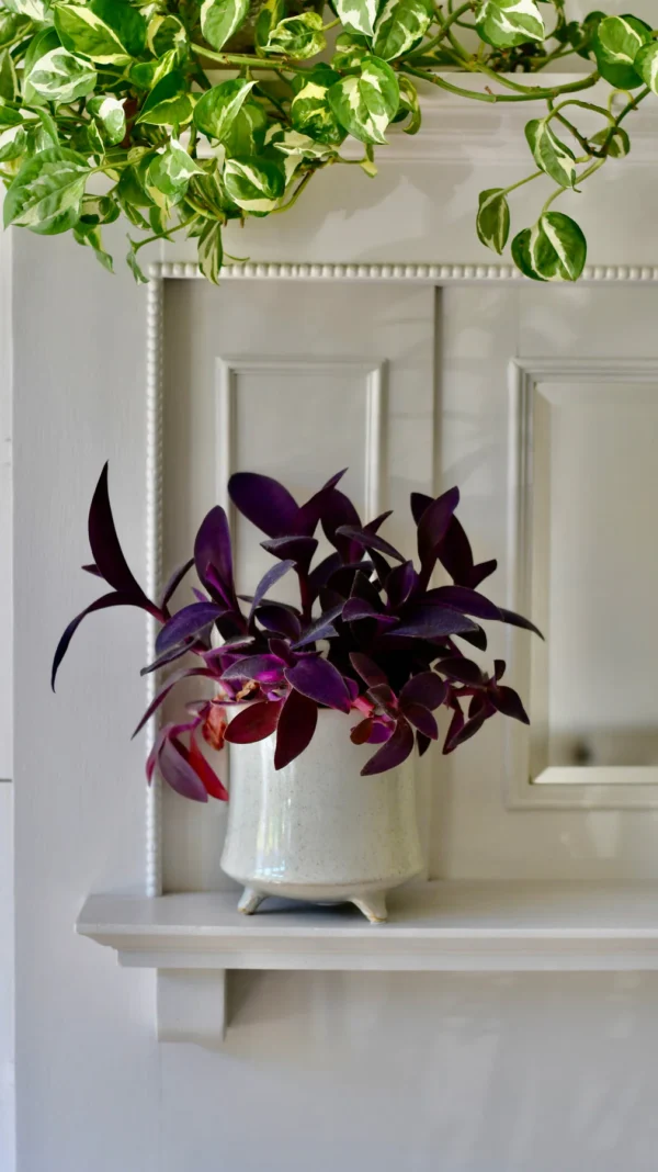 Tradescantia Pallida 'Purpurea' (Purple Heart) - Image 2