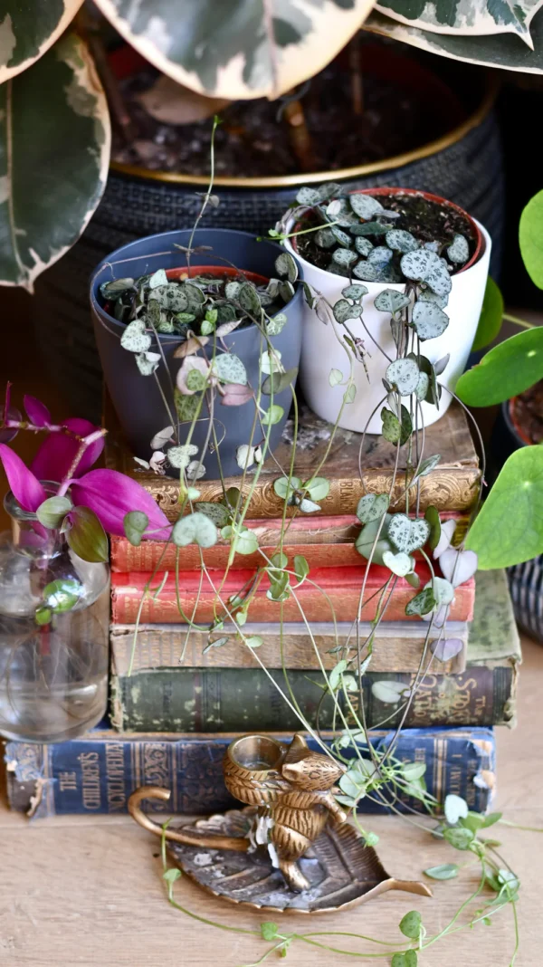 String of Hearts | Ceropegia woodii | Ceropegia linearis subsp. woodii - Image 4