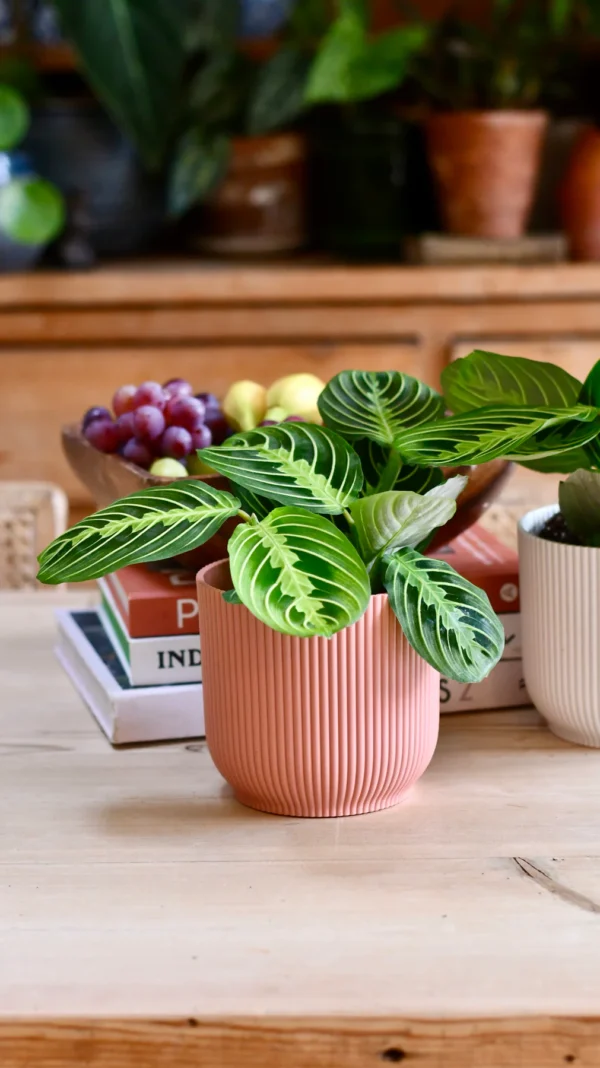 Maranta Leuconeura Marisela Lemon and Lime - Image 2