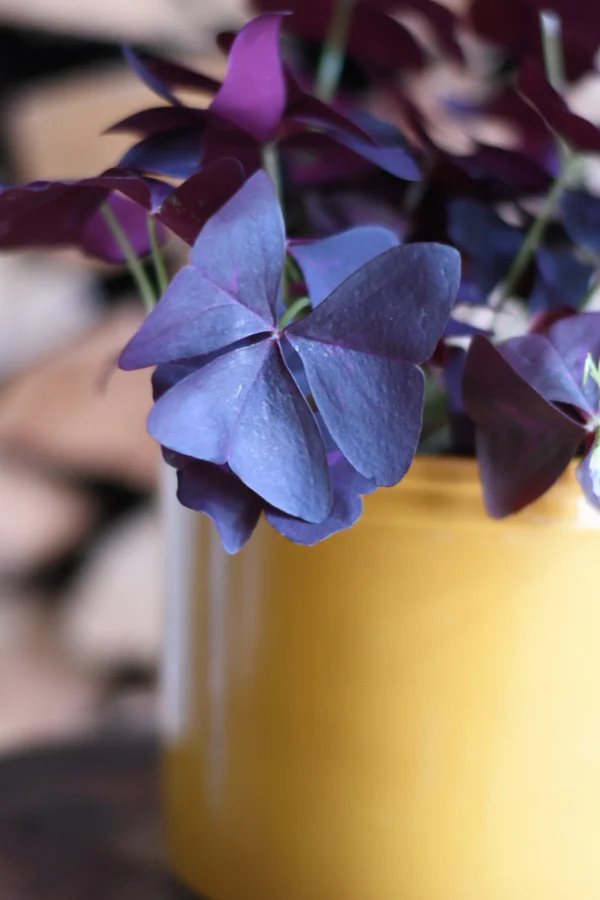 Oxalis Triangularis (Purple Shamrock, False Shamrock) - Image 3