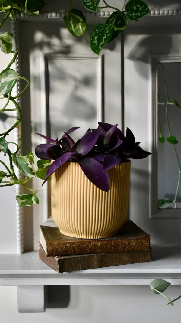 Tradescantia Pallida 'Purpurea' (Purple Heart) - Image 5