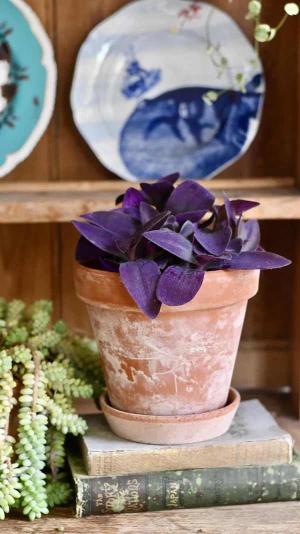 Tradescantia Pallida 'Purpurea' (Purple Heart) - Image 3