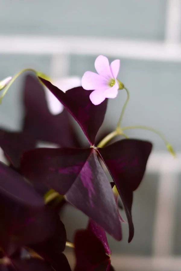 Oxalis Triangularis (Purple Shamrock, False Shamrock) - Image 2