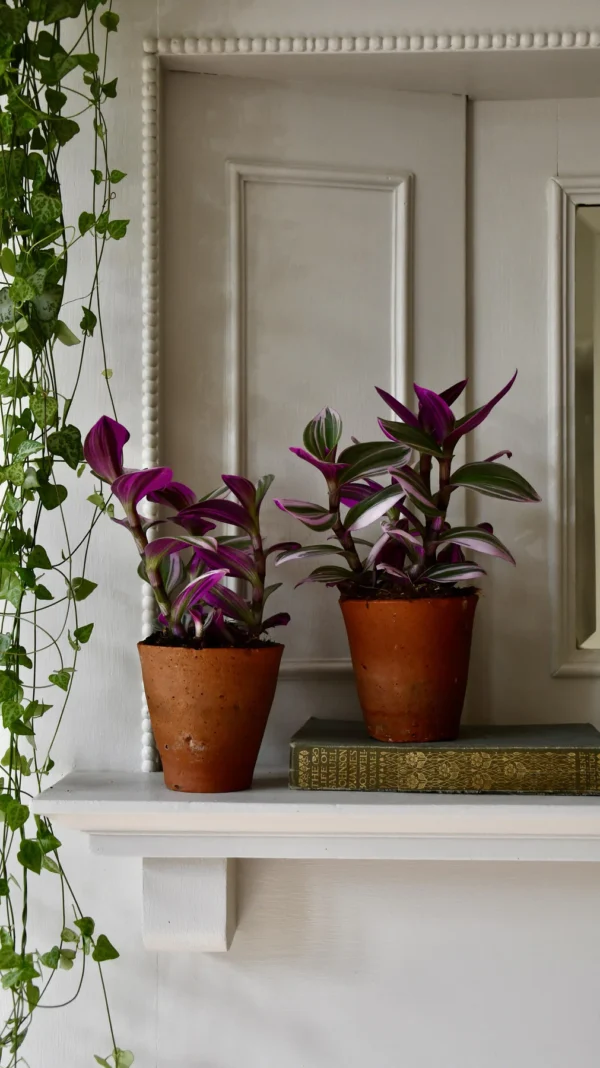 Pink Tradescantia Nanouk | Wandering Dude | Fantasy Venice - Image 2