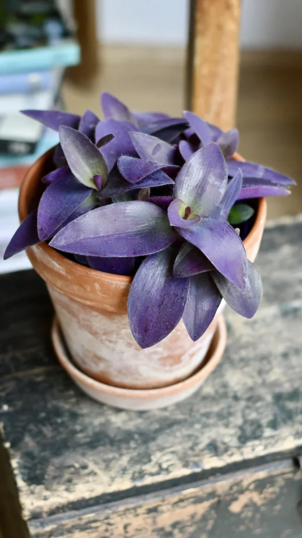 Tradescantia Pallida 'Purpurea' (Purple Heart) - Image 4