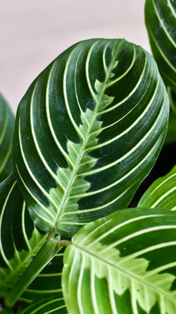 Maranta Leuconeura Marisela Lemon and Lime - Image 3
