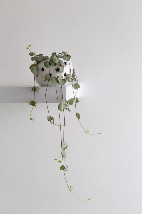 String of Hearts | Ceropegia woodii | Ceropegia linearis subsp. woodii