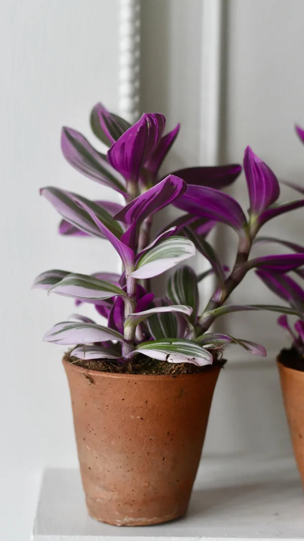 Pink Tradescantia Nanouk | Wandering Dude | Fantasy Venice - Image 3