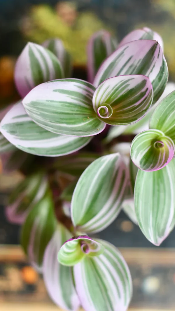 Pink Tradescantia Nanouk | Wandering Dude | Fantasy Venice - Image 4