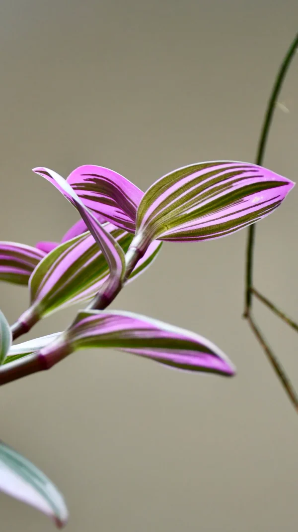 Pink Tradescantia Nanouk | Wandering Dude | Fantasy Venice - Image 5