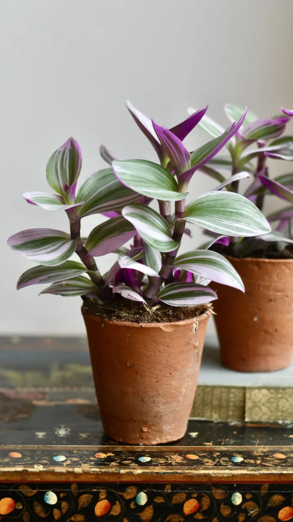 Pink Tradescantia Nanouk | Wandering Dude | Fantasy Venice - Image 6