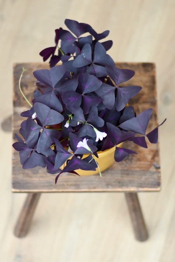 Oxalis Triangularis (Purple Shamrock, False Shamrock) - Image 4