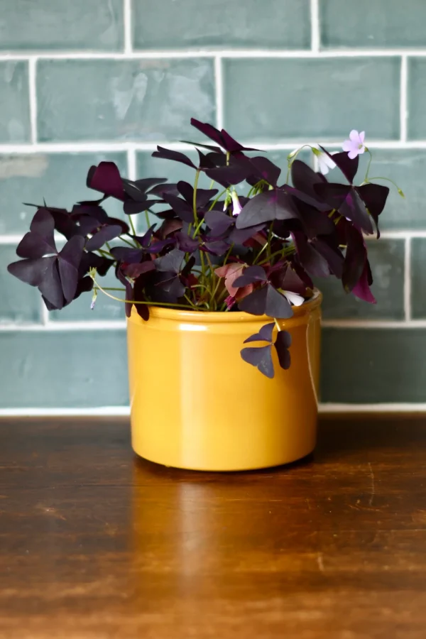 Oxalis Triangularis (Purple Shamrock, False Shamrock) - Image 5