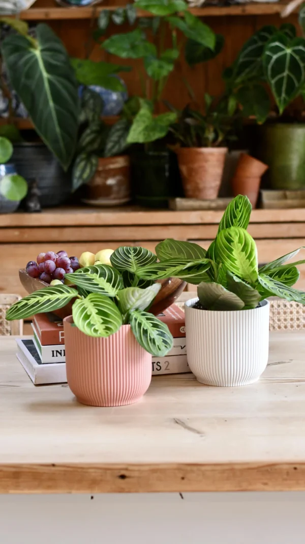 Maranta Leuconeura Marisela Lemon and Lime - Image 4