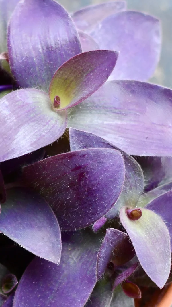 Tradescantia Pallida 'Purpurea' (Purple Heart) - Image 7