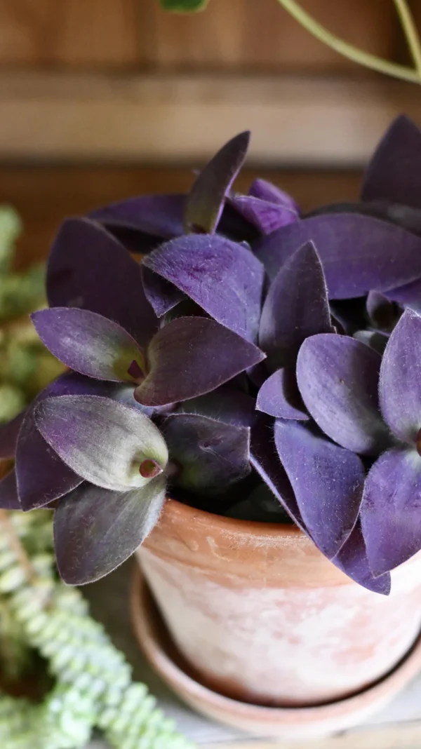Tradescantia Pallida 'Purpurea' (Purple Heart) - Image 6