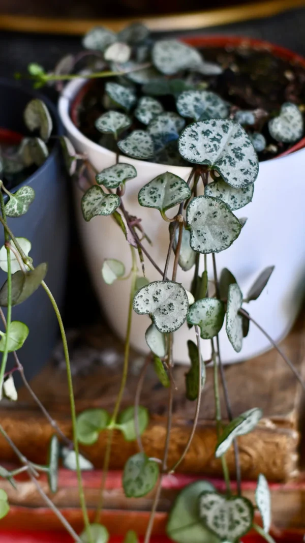 String of Hearts | Ceropegia woodii | Ceropegia linearis subsp. woodii - Image 3