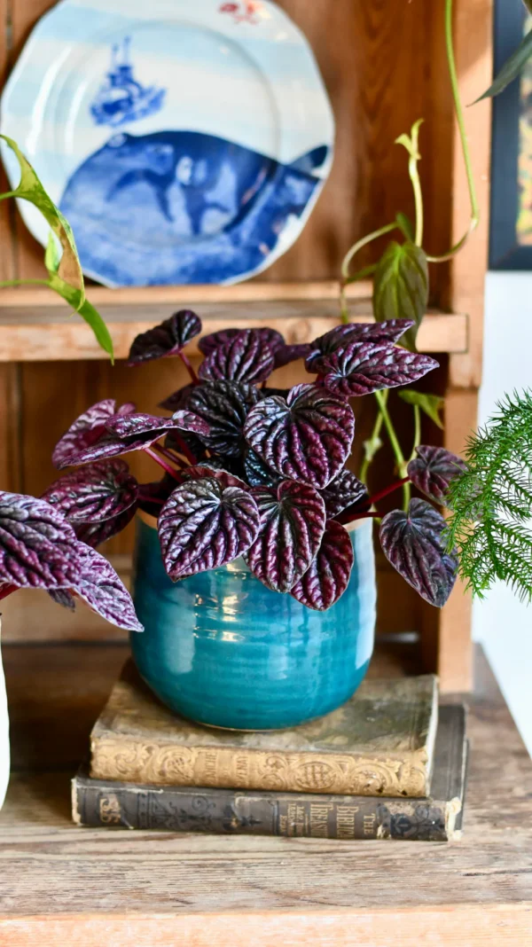 Peperomia caperata Red Luna - Image 3