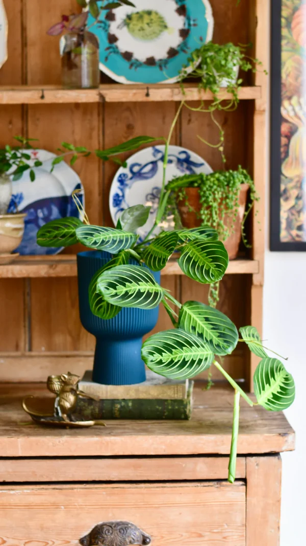 Maranta Leuconeura Marisela Lemon and Lime